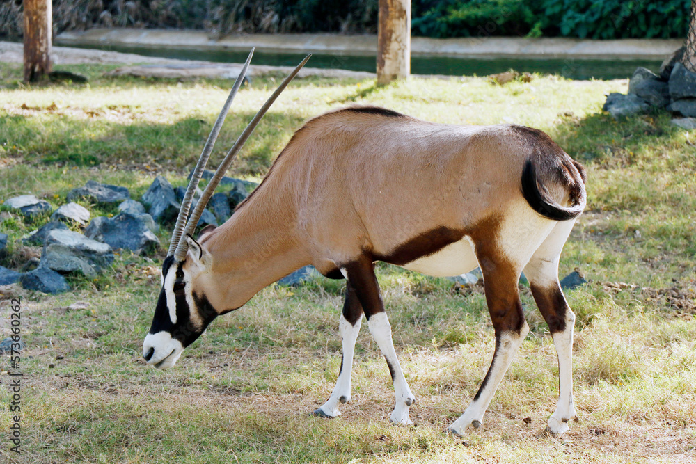 gemsbok or South African oryx (Oryx gazella) is a large antelope in the genus Oryx gemsbok or South African oryx (Oryx gazella) is a large antelope in the genus Oryx