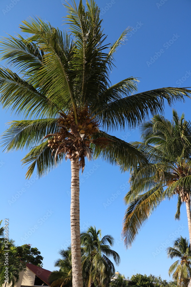 Coconut palms tree on the beach in Cuba, Caribbean