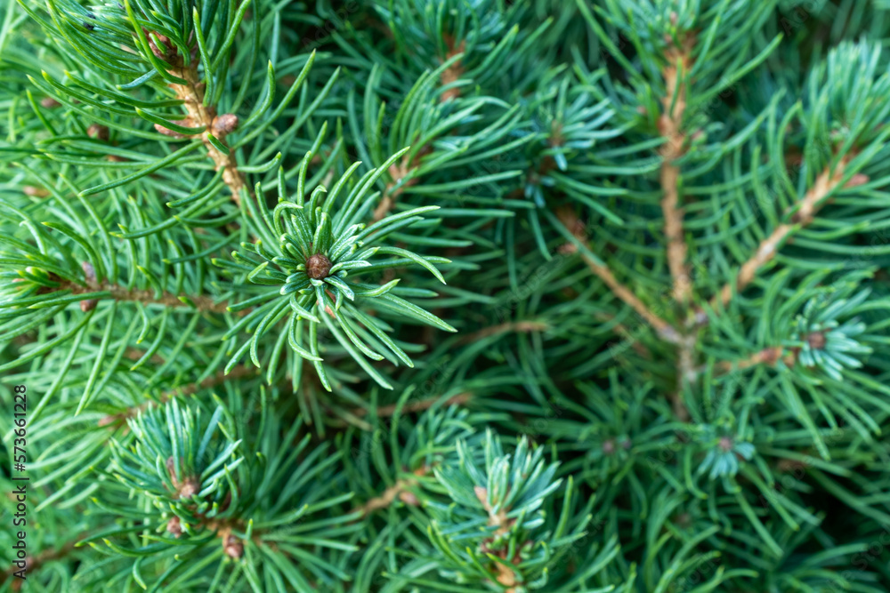 Natural background of young pine branches, close-up. Growing new pine. Pine branches with green needles for branding, calendar, postcard, screensaver, wallpaper, poster, banner, cover, website Natural background of young pine branches, close-up. Growing new pine. Pine branches with green needles for branding, calendar, postcard, screensaver, wallpaper, poster, banner, cover, website