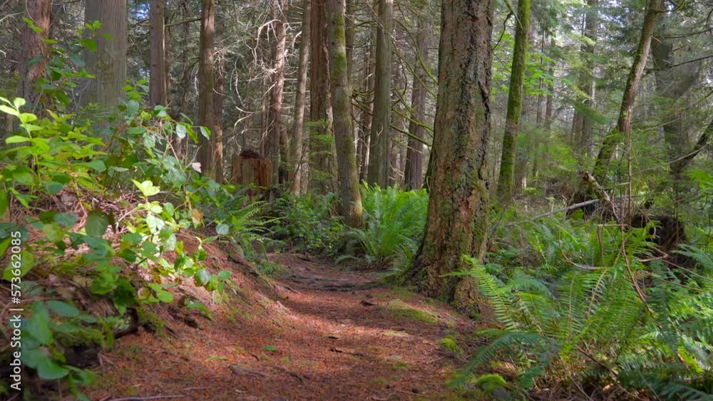 Establishing shot of trail in park in slow motion at summer day in Vancouver, Canada, North America. Day time on September 2022. Moving forward camera. ProRes 422 HQ. Establishing shot of trail in park in slow motion at summer day in Vancouver, Canada, North America. Day time on September 2022. Moving forward camera. ProRes 422 HQ.