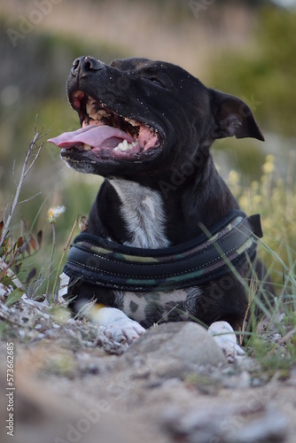 Portrait d'un chien de race Staffordshire Bullterrier