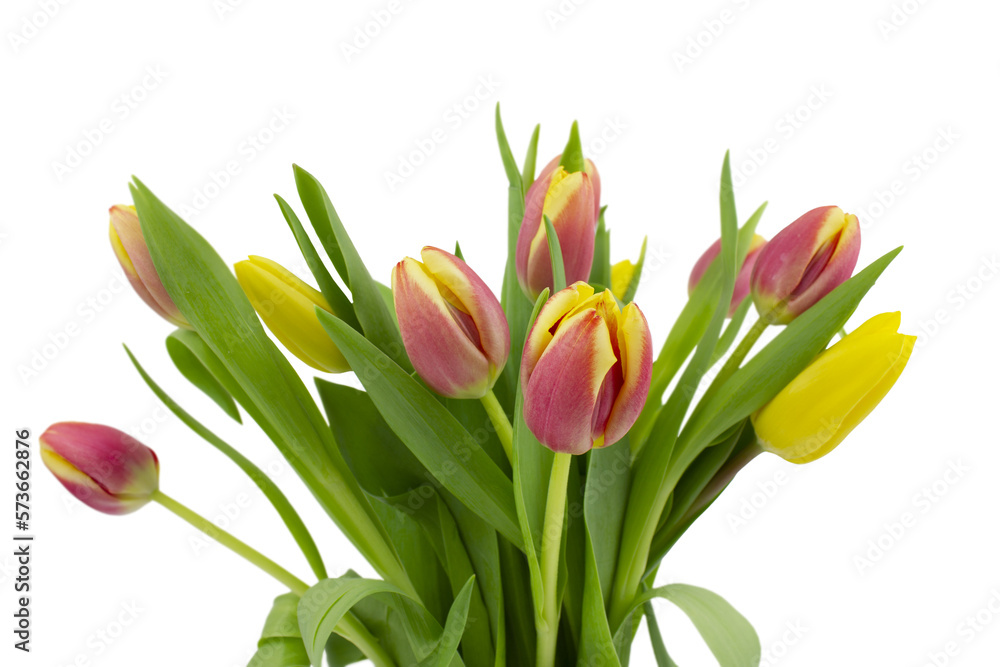 A bouquet of yellow and pink tulips isolated on a white background. A bouquet of yellow and pink tulips isolated on a white background.