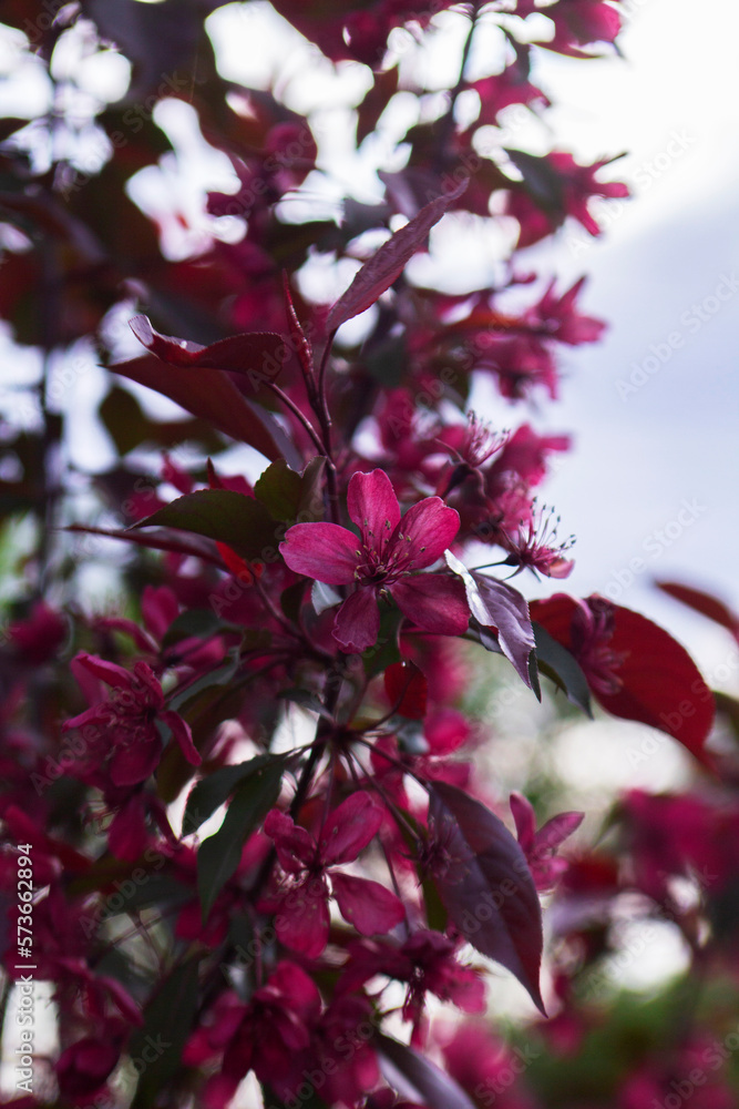 Branches of a blossoming decorative apple tree against the sky.