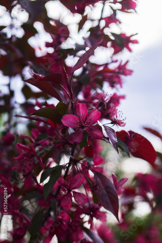 Obraz na płótnie Branches of a blossoming decorative apple tree against the sky. w salonie