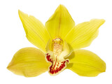 Yellow cymbidium orchid flower isolated