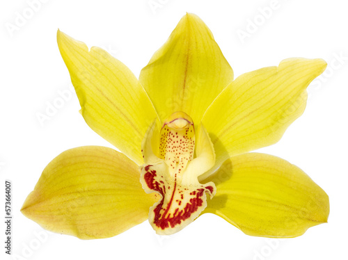 Yellow cymbidium orchid flower isolated
