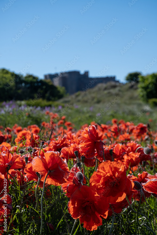 Focus on red poppies on the beach, against an out of focus Bamburgh Castle in Northumberland, UK