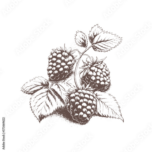 Hand drawn sketch black and white of raspberry, leaf, berry plant. Vector illustration. Elements in graphic style label, card, sticker, menu, package. Engraved style illustration.