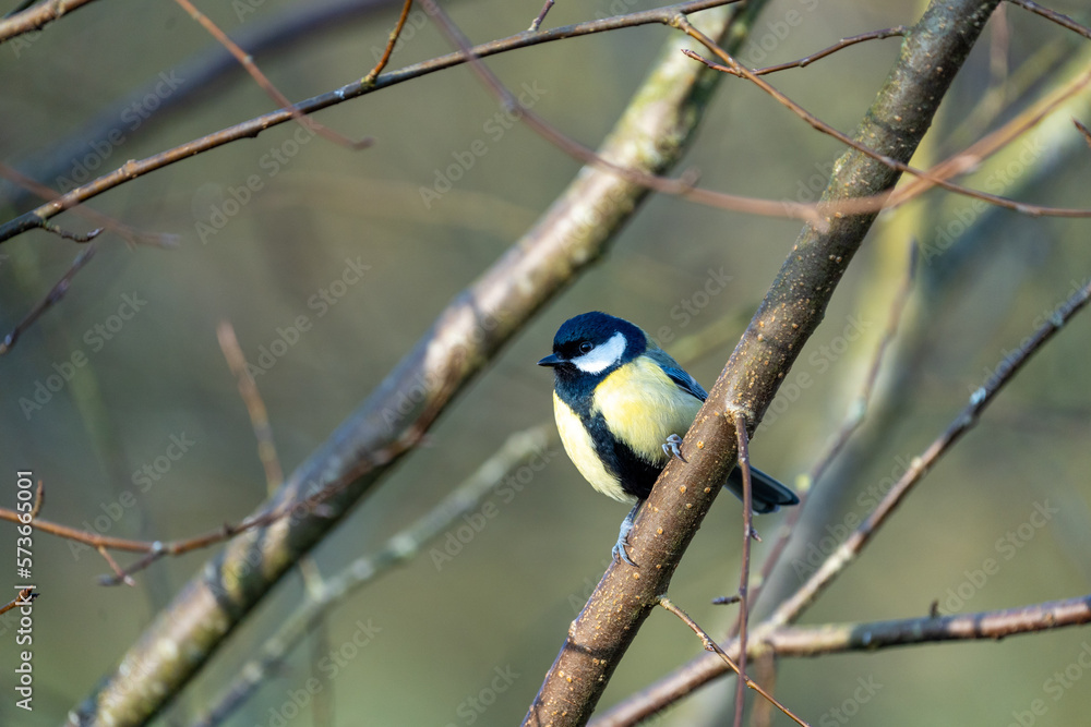 Naklejka premium a black-tit bird on a branch in winter