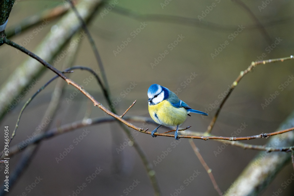 a blue-tit bird on a branch in winter a blue-tit bird on a branch in winter