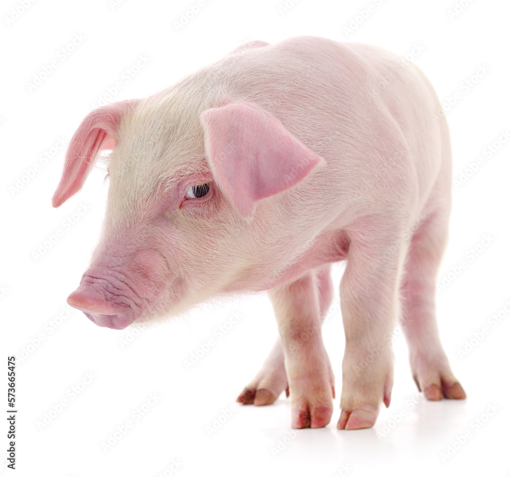 Pig on white Pig on white