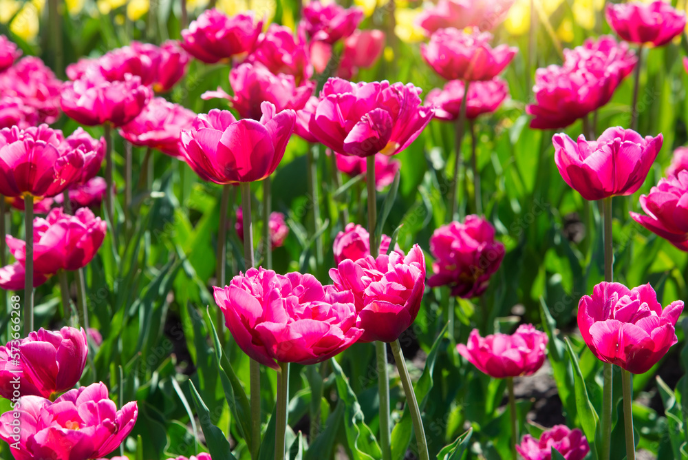 Pink tulips bloom under sunshine in the garden. tulip flowers in park, spring season Pink tulips bloom under sunshine in the garden. tulip flowers in park, spring season