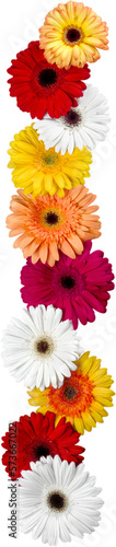 Gerbera Daisies in a Row