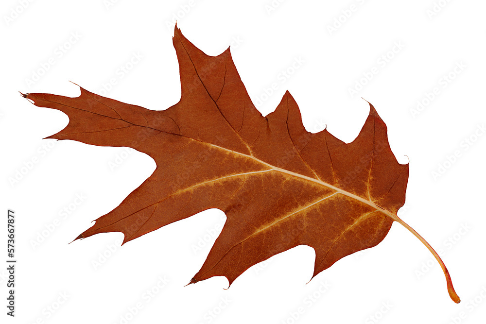 Dry maple leaf on white