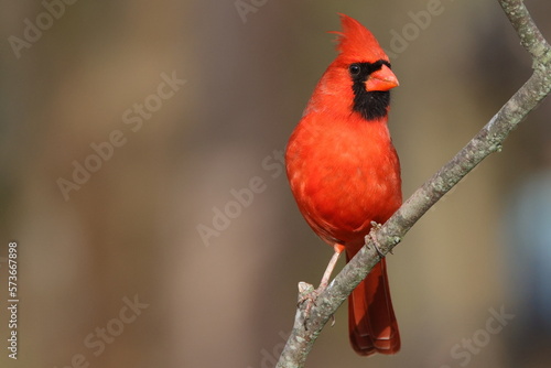 Fotografering Perched male norther cardinal against blue sky and blurred backgroung