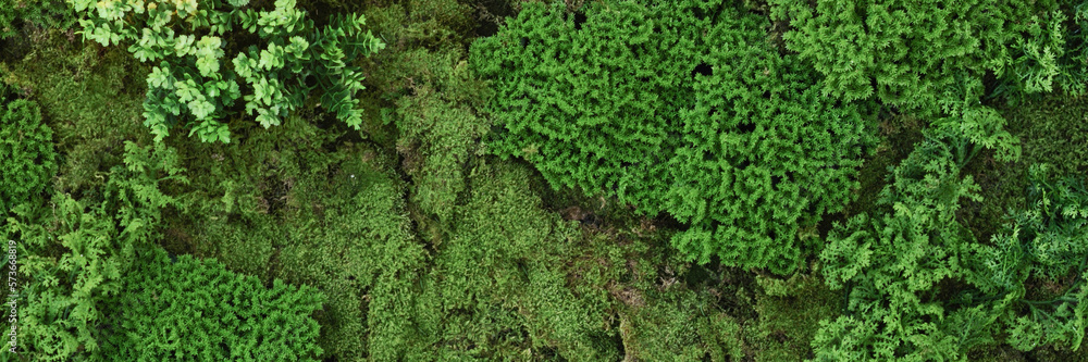 Vast green forest on top view. best neture green background.