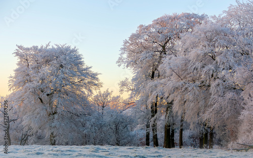 Frosty trees at sunrise, Lochwinnoch, Renfrewshire, Scotland, UK photo