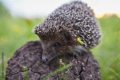 Hedgehog Scientific name: Erinaceus Europaeus close up of a wild, native, European hedgehog, facing right in natural garden habitat on green grass lawn.