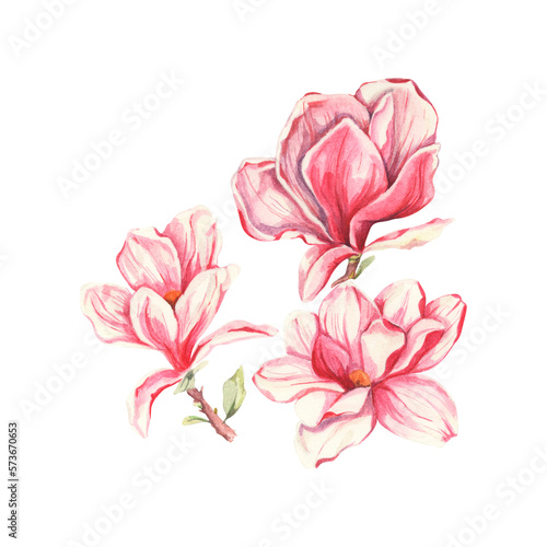 Watercolor floral illustration. Magnolia flower. Blossom branches. Spring illustration. Design for love, greeting