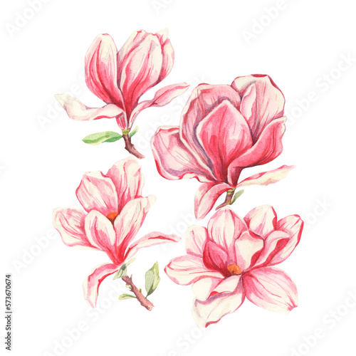 Fototapeta Naklejka Na Ścianę i Meble -  Watercolor magnolia flowers illustration Magnolia collection Tulip flower tree branches. Hand drawn painted elements