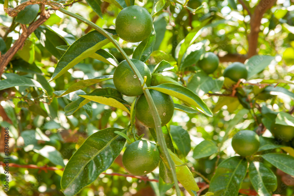 Orange garden background. Green fruits and leafs of the tangerine tree for publication, design, poster, calendar, post, screensaver, wallpaper, postcard, banner, cover, website. High quality photo