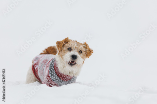 Jack Russell Terrier in a festive red sweater stands in the snow during a snowstorm. Christmas concept