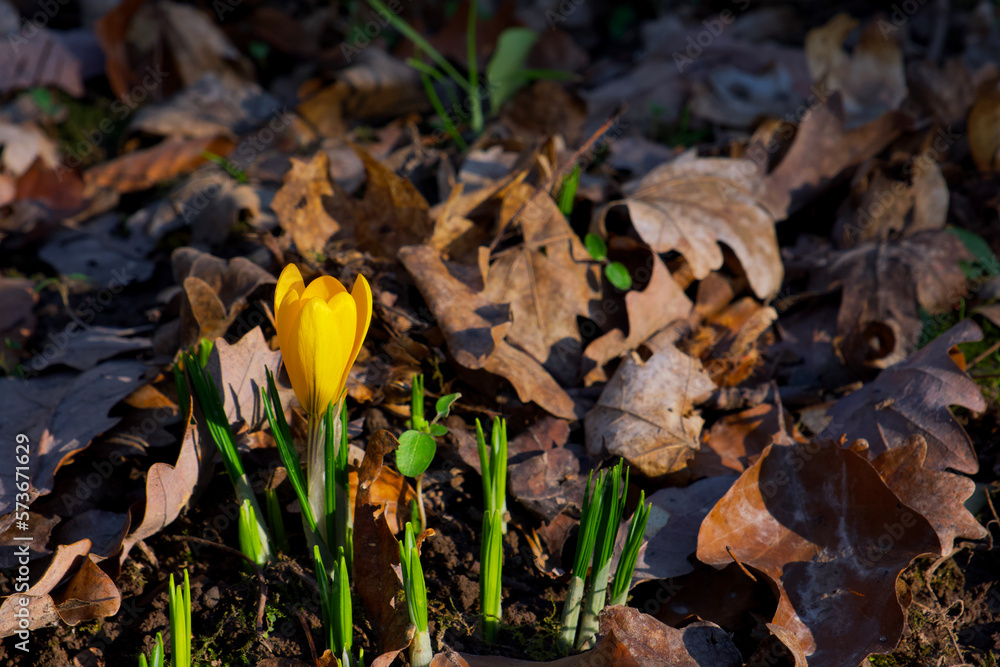orange-yellow crocus flower in dry foliage orange-yellow crocus flower in dry foliage