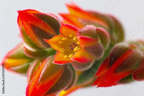 Flowering of Echeveria Pulvinata, succulent plant photo