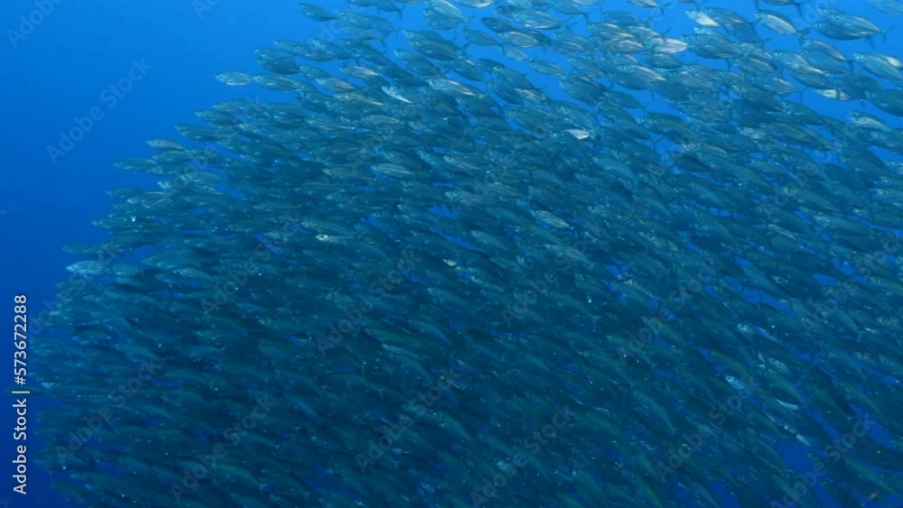 Seascape with schooling Big Eye Scad fish in the coral reef of the Caribbean Sea Seascape with schooling Big Eye Scad fish in the coral reef of the Caribbean Sea