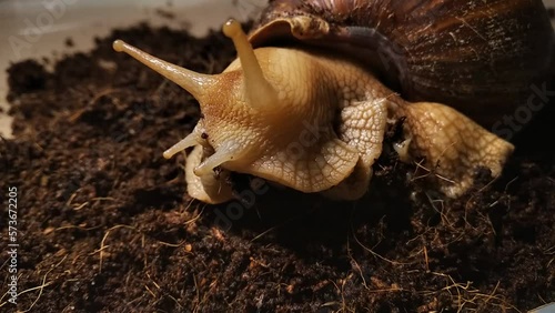 Achatina snail close up view