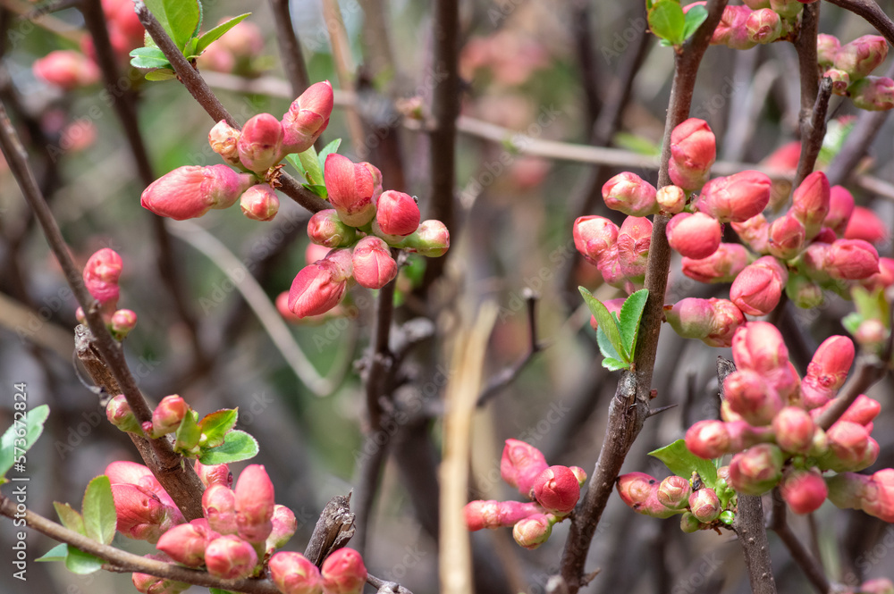 Chaenomeles japonica japanese maules quince flowering shrub, beautiful pink flowers in bloom on springtime branches Chaenomeles japonica japanese maules quince flowering shrub, beautiful pink flowers in bloom on springtime branches