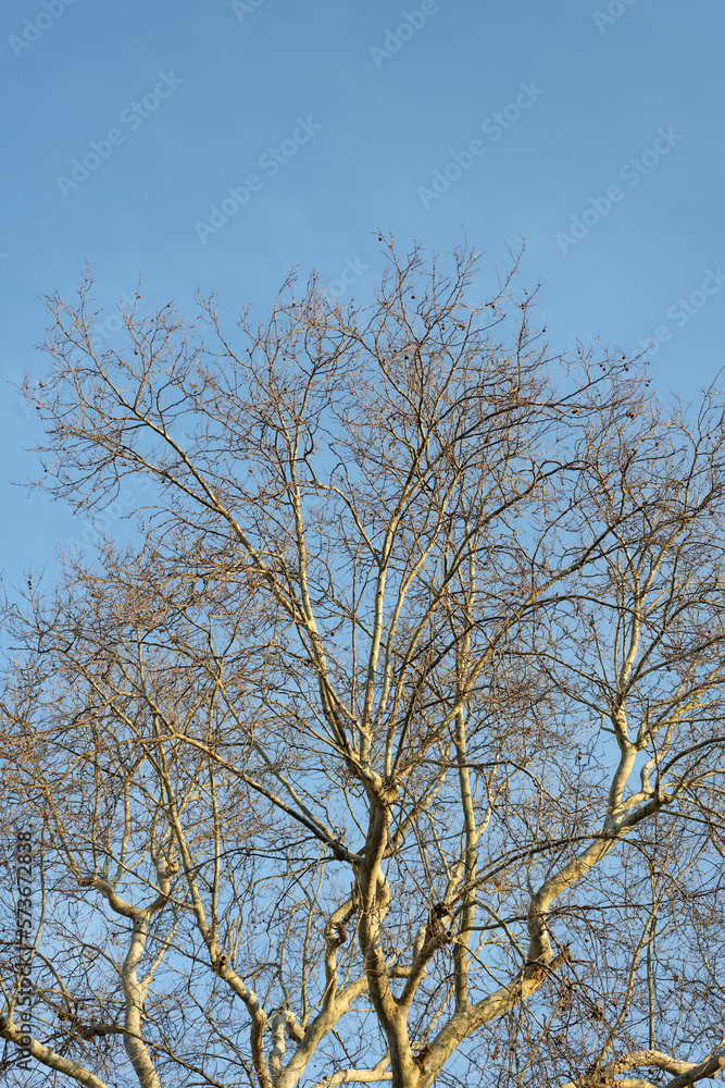tree and sky in winter