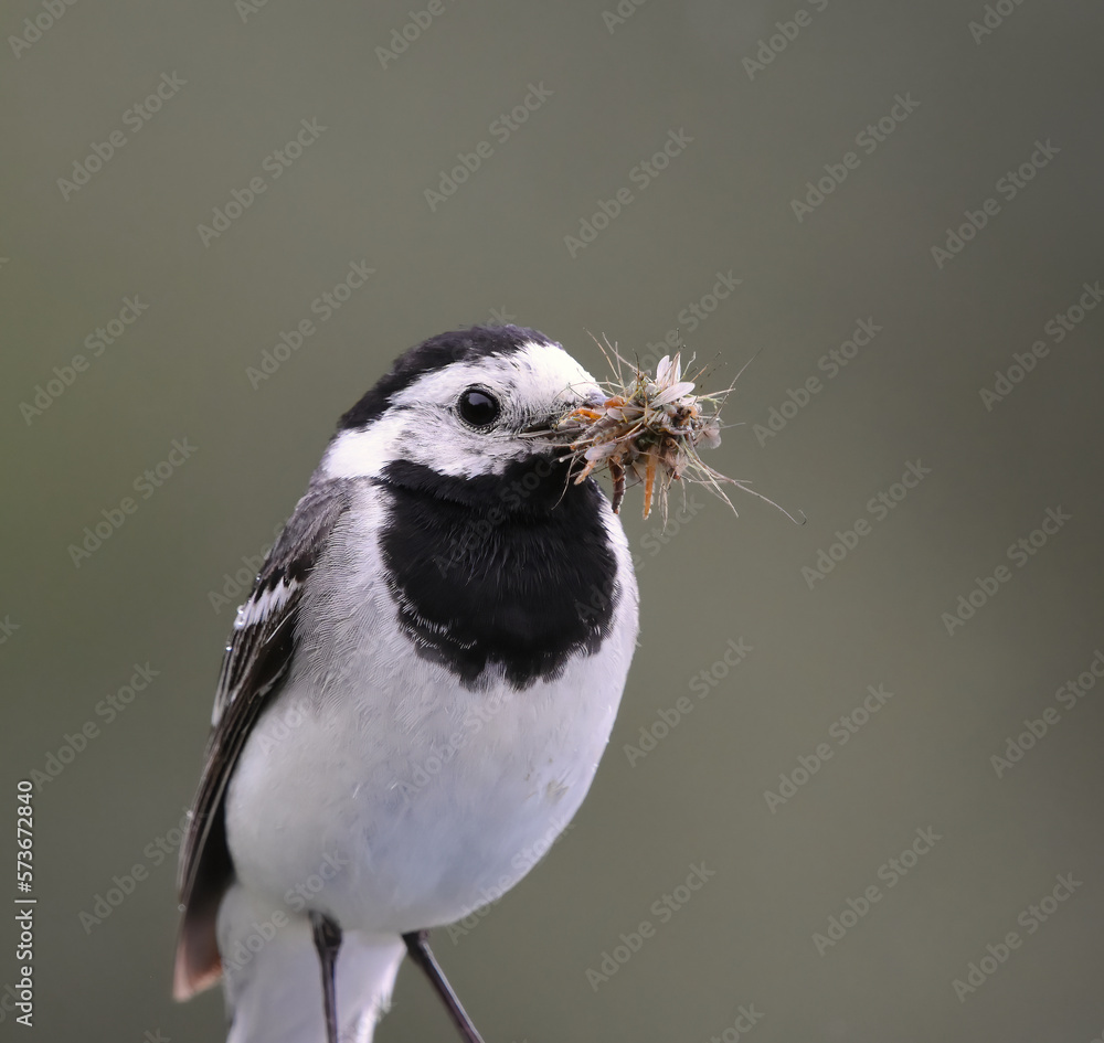 Obraz premium White wagtail (Motacilla alba) closeup with beak full of insects in summer.