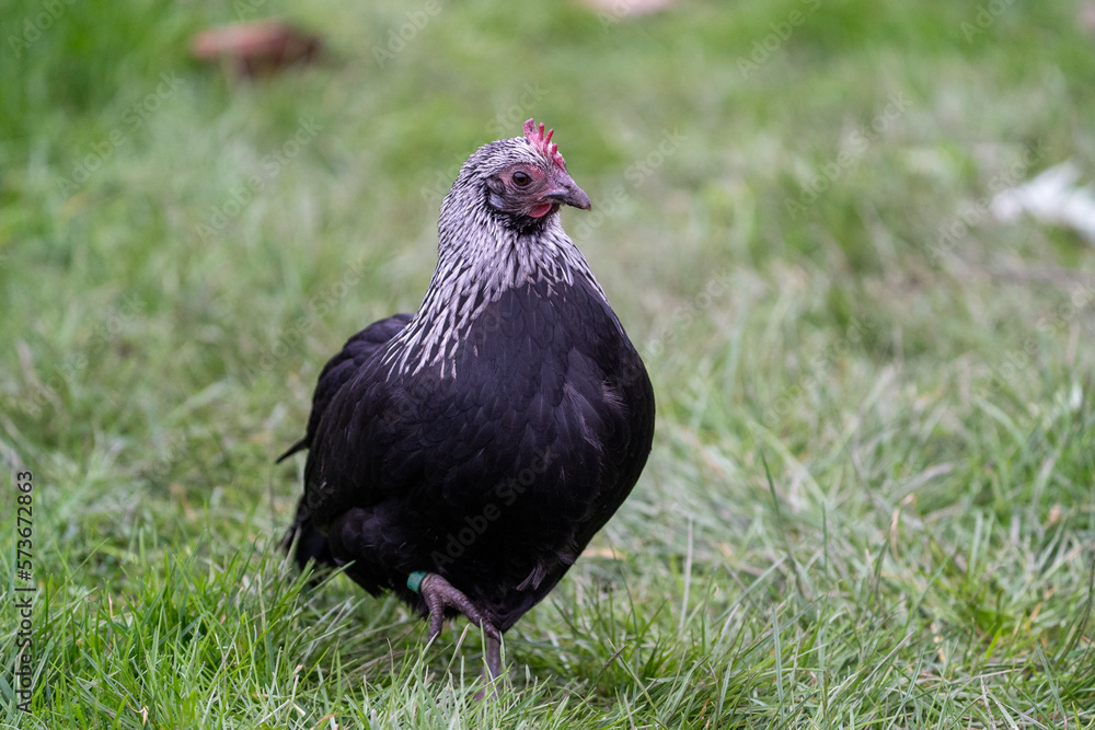 Araucana chicken hen Araucana chicken hen