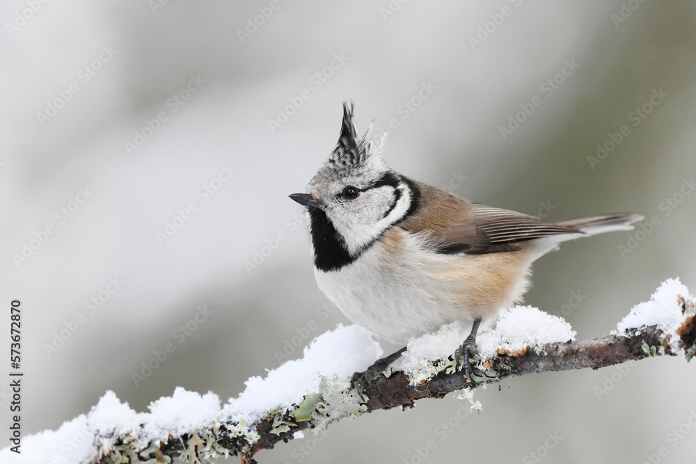 Fototapeta premium European crested tit (Lophophanes cristatus) sitting on a snowy branch in the forest in winter.