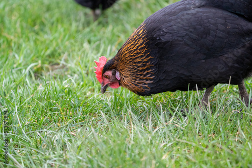 Harco free range hen eatig grass