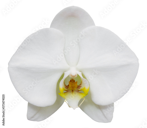 white phalaenopsis orchid flower isolated with clipping path