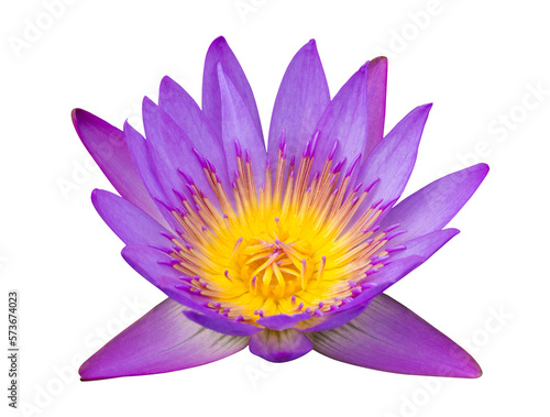 Purple lotus flower isolated with clipping path