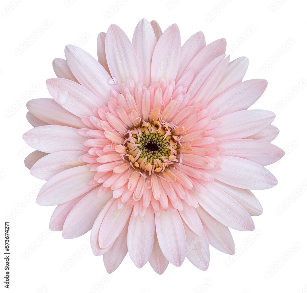 pink gerbera flower isolated with clipping path pink gerbera flower isolated with clipping path