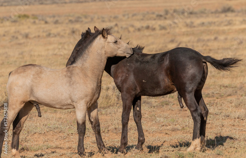 Pair of Young Wild Horses Playing in the Wyoming Desert in Autumn