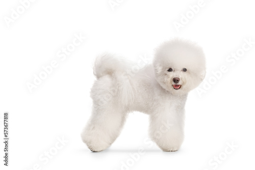 Foto Groomed white Bichon Frise dog