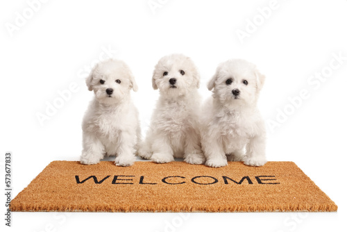 Obraz na plátne Three birchin frise puppies standing on a welcome door mat