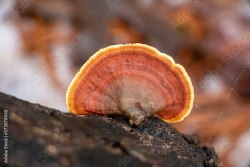 Turkey Tail Mushroom