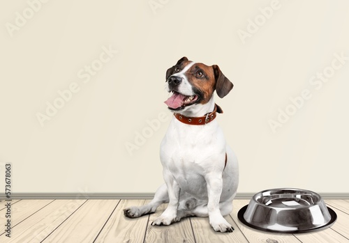 Happy young dog and bowl of food