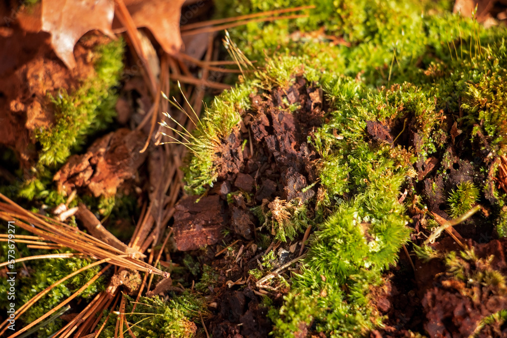 Moss and Pine Needles Moss and Pine Needles