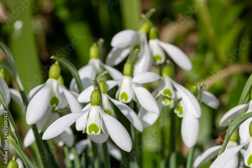 Close up of galanthus Moccas snowdrops in bloom