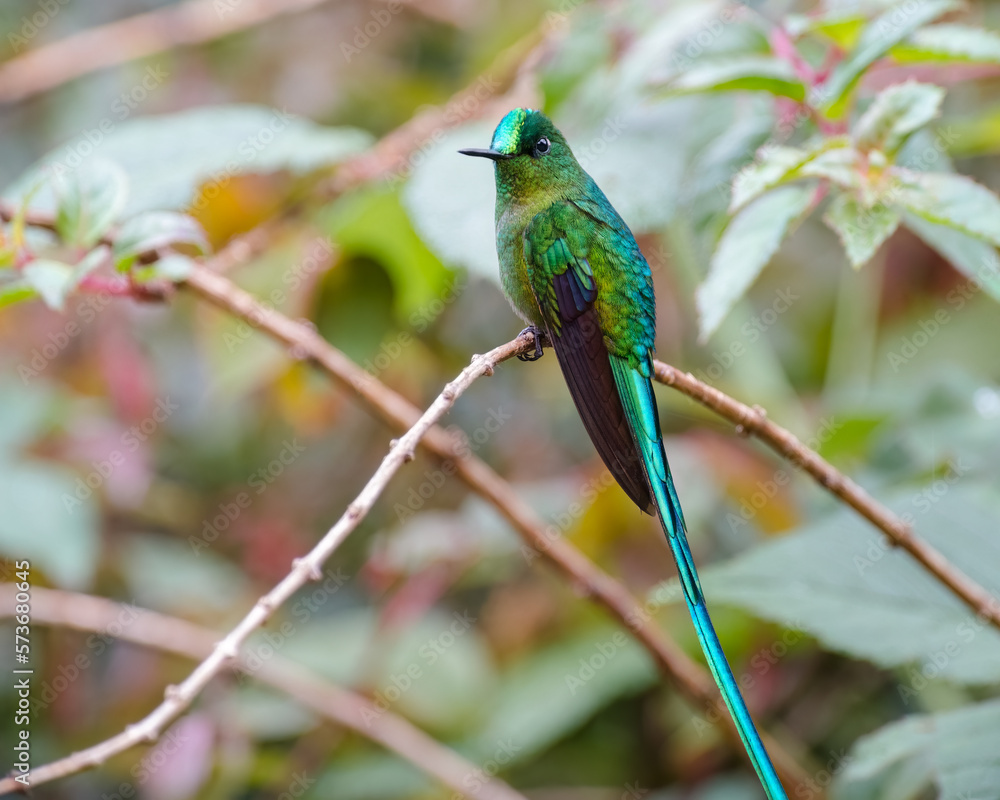 Long tailed Sylph (aglaiocercus kingi) resting on a small branch in the forest