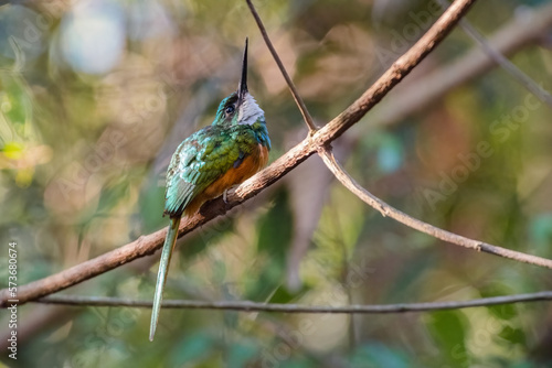 Rufous tailed jacamar (galbula ruficauda) looking up from perch in the forest