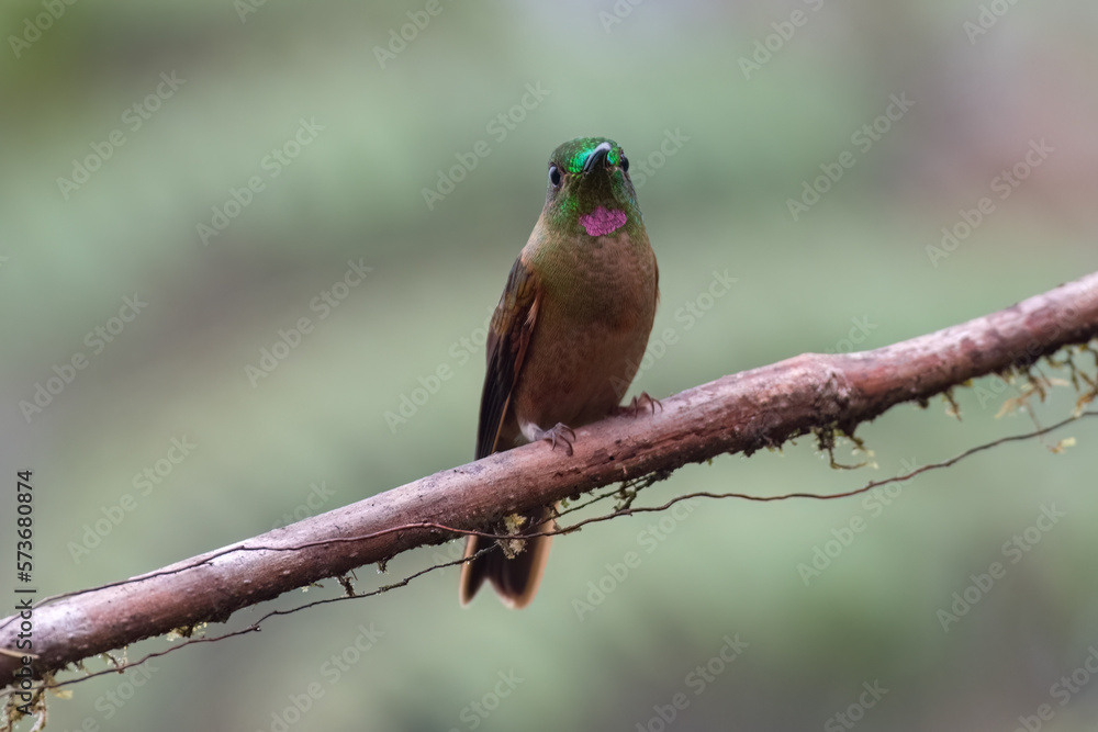 Hummingbird Fawn breasted Brilliant (heliodoxa rubinoides), perched on a tree branch looking at camera Hummingbird Fawn breasted Brilliant (heliodoxa rubinoides), perched on a tree branch looking at camera