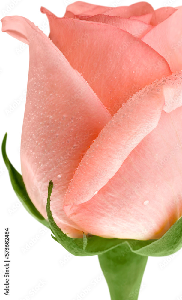 Pink Rose with Green Stem